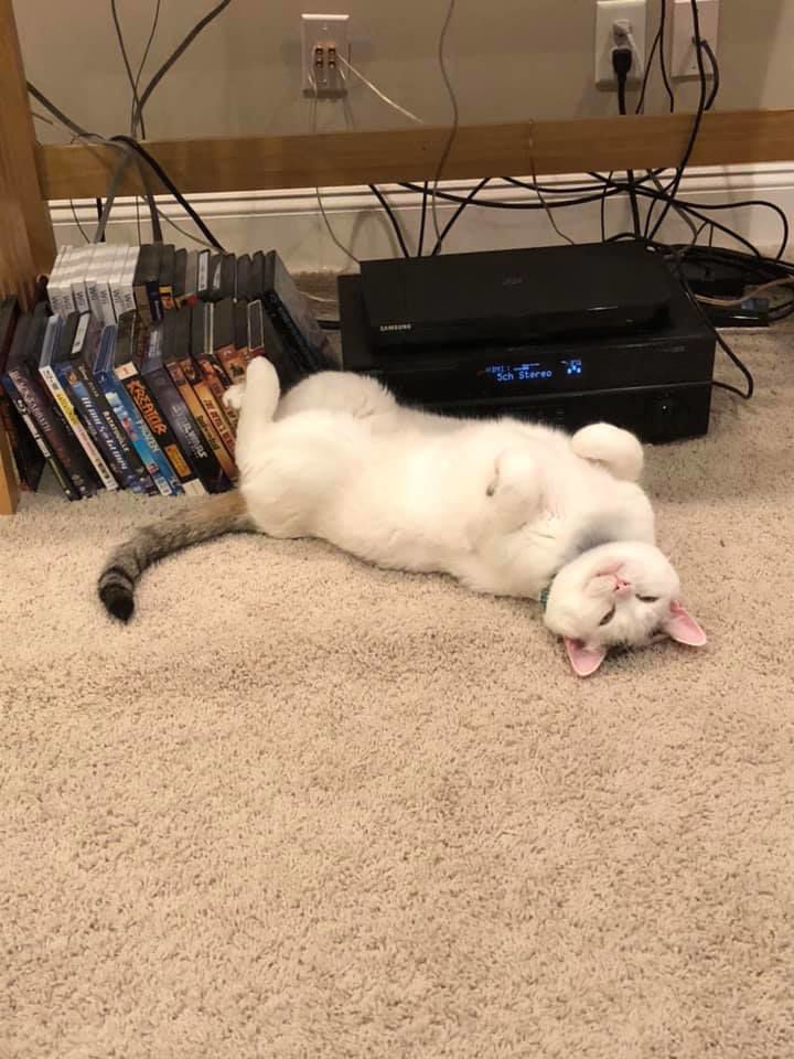 Pet36.jpg